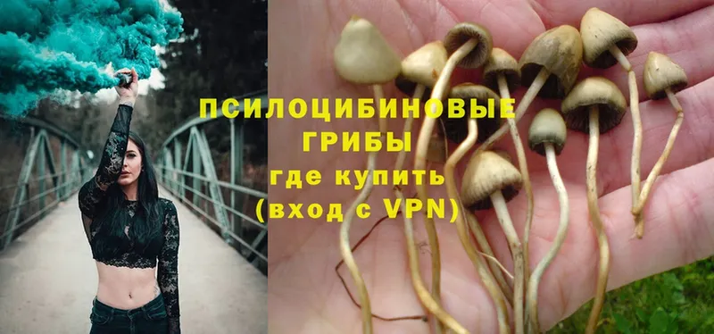 Псилоцибиновые грибы Psilocybe  нарко площадка какой сайт  Кисловодск 