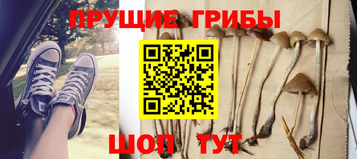 Кисловодск  Галлюциногенные грибы Cubensis  Вход с VPN 